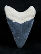 Inch Bone Valley Megalodon Tooth #1358-1